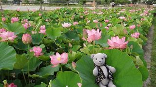 山口大学埋蔵文化財資料館