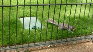 りすがいっぱい