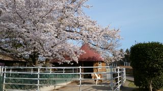 桜の時期はお勧めできます