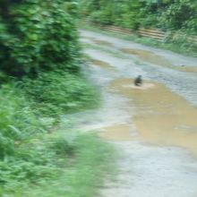 ヤンバルクイナ