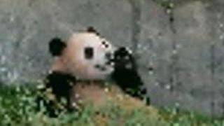 ゆっくりとパンダを見れました。