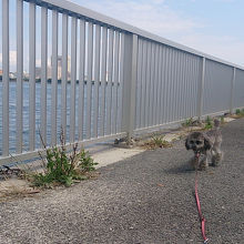 愛犬のお散歩は長いリードが便利です