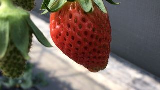 ウエストパーク松阪 ハッピー農園