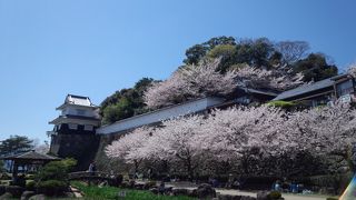 大村寿司を食べながらお花見