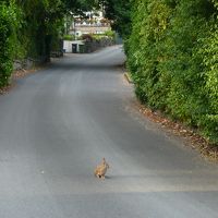 ピーターラビットの故郷。ホテルの前にウサギも現れます。