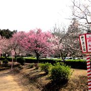 袖ヶ浦公園『梅まつり』