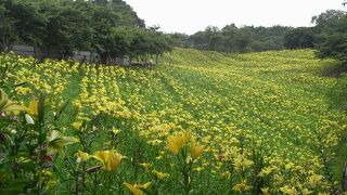 可睡百合の園のは天国の花園