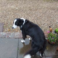 賢いんです、この子