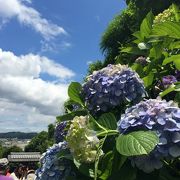 紫陽花のスポット