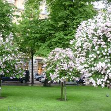 ライラック満開