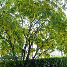 キングサリ　これも見事