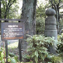 周りの木と似た色なので見落としそうでした。