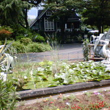 水を噴出していて、なかなか涼しげなペリカンです。