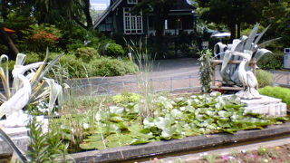 二匹のペリカンが向かい合っています。