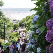 海と紫陽花