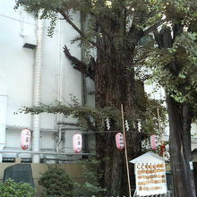 ご神木などがある境内です。