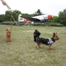愛犬と一緒に展示飛行機をバックに！