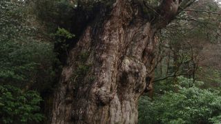 冬の屋久島もお勧めです