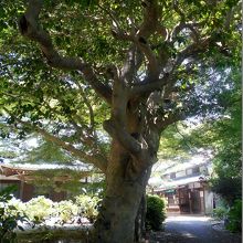 常滑市天然記念物の高讃寺のツバキの巨木。左奥が本堂です。