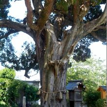 樹齢500年のイブキの巨木?。