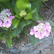 紫陽花が綺麗に咲いている6月の境内の様子