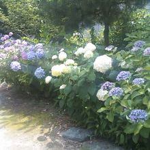 6月の境内では紫陽花も見事でした