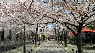 桜咲く白川南通り