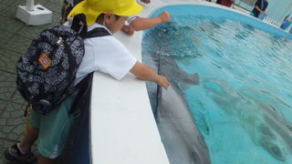 体験型水族館です！
