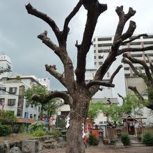 枝が払われているのが残念