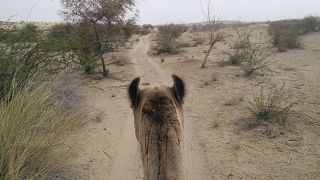クーリー村でのキャメルサファリ