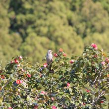 野鳥も見る事が出来ます。