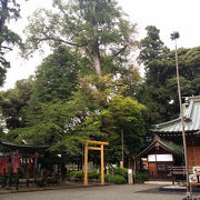 大和　深見神社の中にあるナンジャもんじゃの木を見に行ってみた！