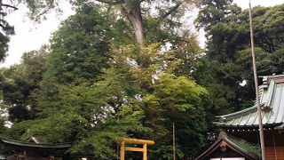 大和　深見神社の中にあるナンジャもんじゃの木を見に行ってみた！