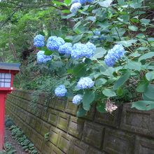 浄心門をくぐると紫陽花が右側に多数あります