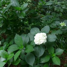 浄心門入り口付近に咲いていた白紫陽花