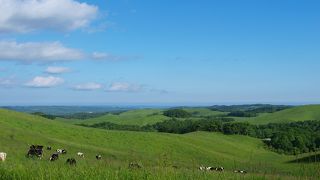 広大な牧場の絶景を楽しめます