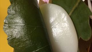 このお店では、５月の子供の日には、かしわもちを販売していて、 お茶ととても相性が良いです。