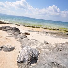 屋良浜は貝の化石がいっぱいあります