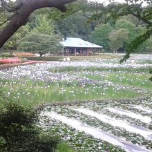 菖蒲が綺麗です