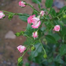 昨年貰ったバラの苗が今年はたくさん花を咲かせました