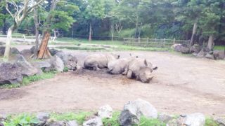 想像以上に動物たちが近くて興奮！