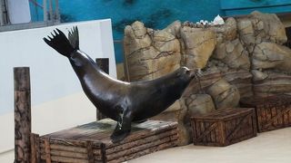 海獣がたくさんいます！