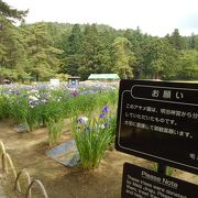 明治神宮から１００種１００株を譲り受け、その後種類を増やして今日に至っていると言う。