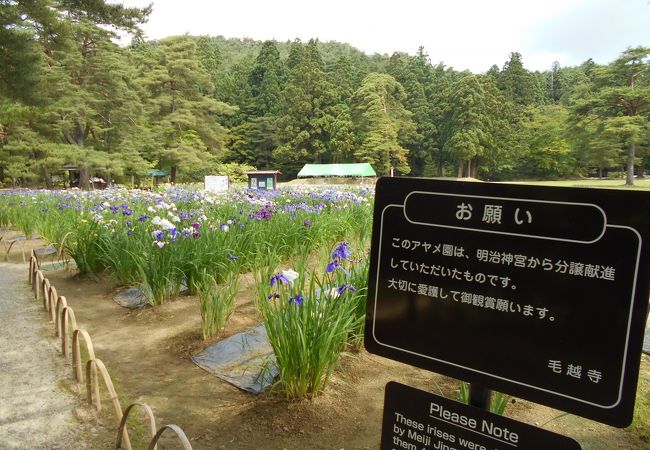 明治神宮から１００種１００株を譲り受け、その後種類を増やして今日に至っていると言う。