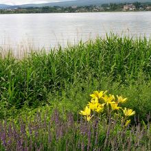 北側の湖畔から眺める河口湖