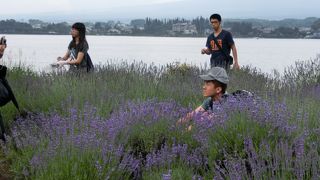 ラベンダーと富士