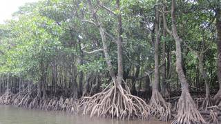 マングローブを楽しむならカヤックで！