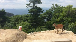 宮島は厳島神社だけじゃない！！！！