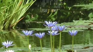 池の水蓮の花達に　すっかり魅了されました