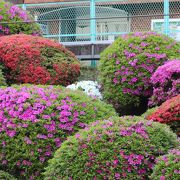 つつじの植栽が綺麗な駅です